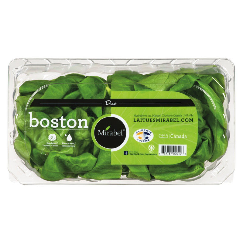 Laitues Mirabel - Boston Lettuce