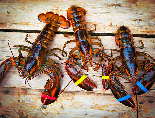Whole Live Lobster
