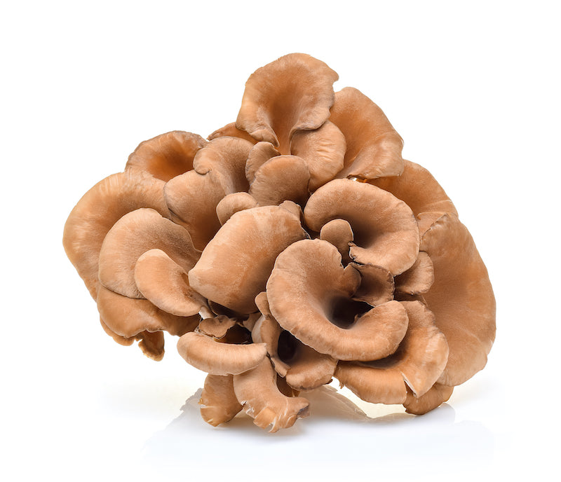 Organic Maiitake Mushroom